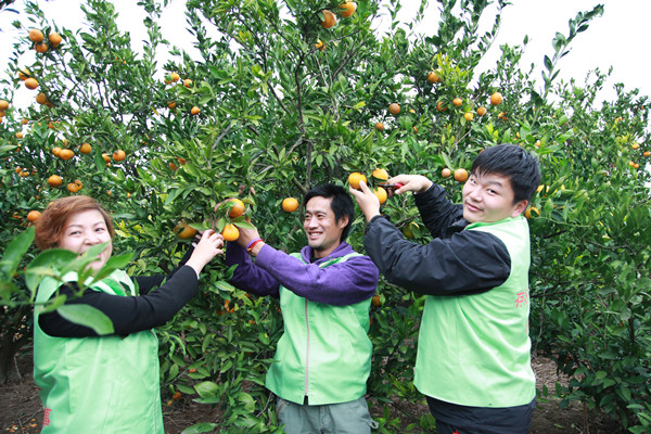 澳洋志工协会活动之“ 志工情浓柑橘园”